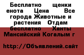 Бесплатно !!! щенки енота!! › Цена ­ 1 - Все города Животные и растения » Отдам бесплатно   . Ханты-Мансийский,Когалым г.